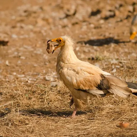 Y La Canada En Monfrague Apartment Torrejon el Rubio