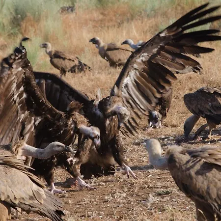 Y La Canada En Monfrague Torrejon el Rubio