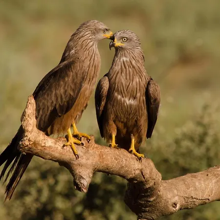 Y La Canada En Monfrague Apartment