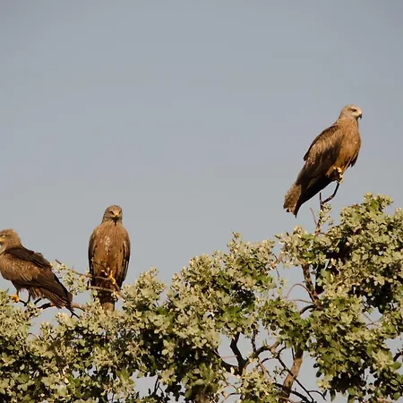 Appartement Y La Canada En Monfrague Torrejón el Rubio