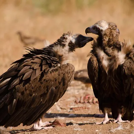 Appartement Y La Canada En Monfrague *
