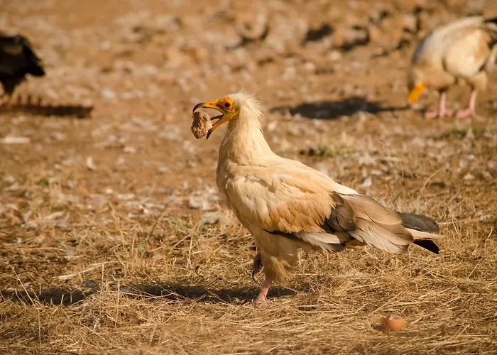 Y Monfrague Apartamento Torrejón el Rubio