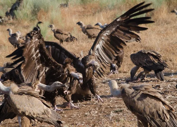 Y Monfrague Torrejón el Rubio