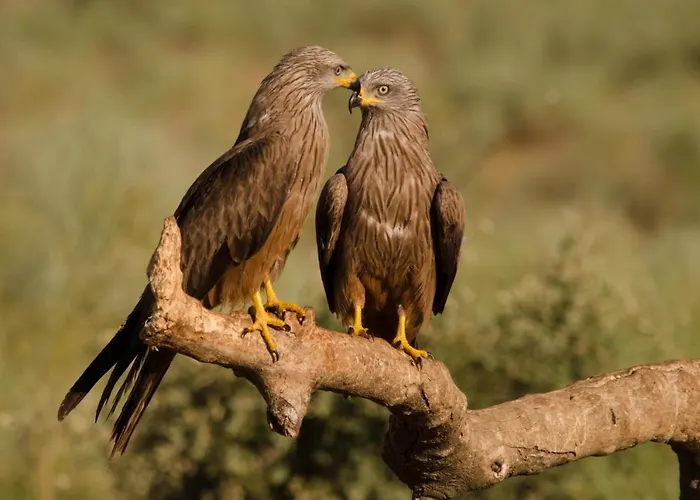 Y Monfrague Apartamento