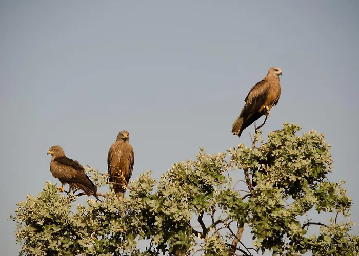 Apartamento Y Monfrague Torrejón el Rubio