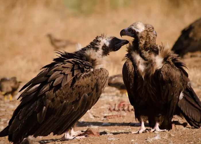 Apartamento Y Monfrague *